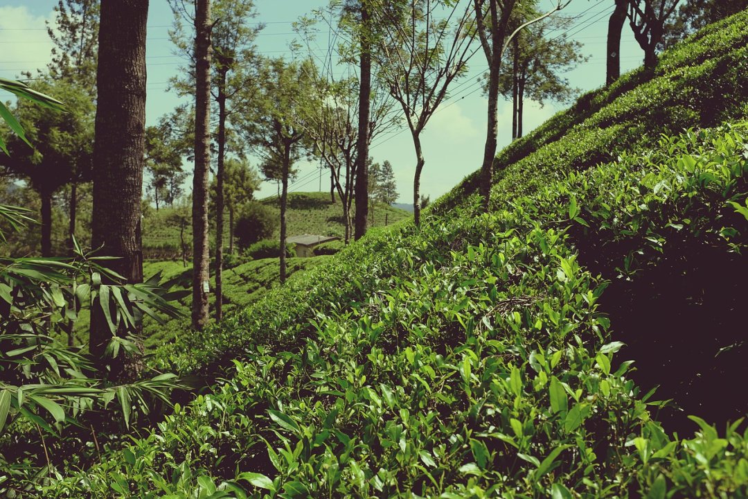 plantacja herbaty, Sri Lanka