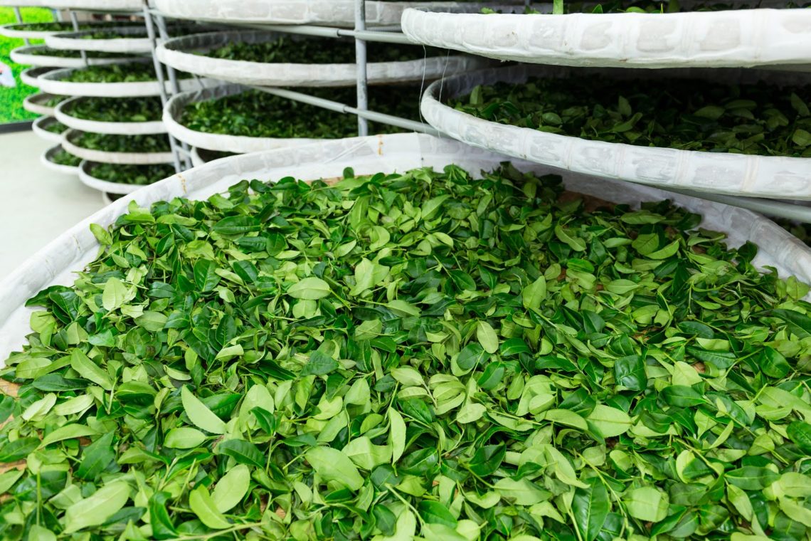 Świeże liście herbaty