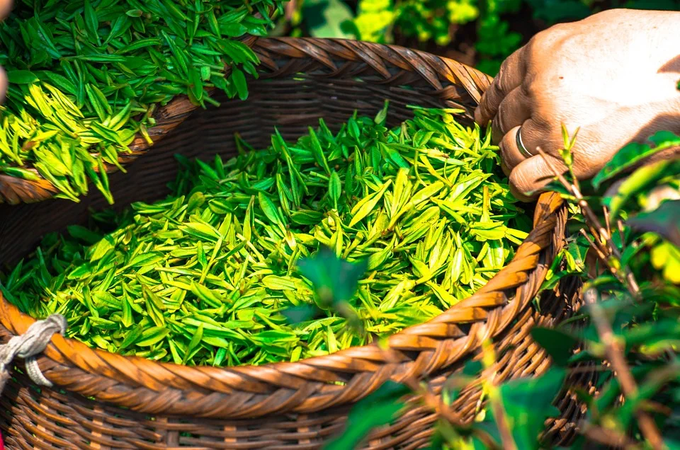 liście herbaty podczas zbioru